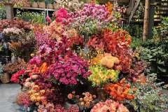 2025-11-14-Wicherumloo-naar-Intra-Tuin-106