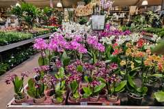 2025-11-14-Wicherumloo-naar-Intra-Tuin-117