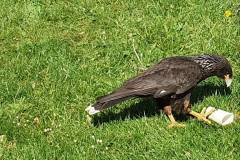 2025-05-17-WICHERUMLOO-Verbindingsweek-Roofvogelshow-101