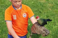 2025-05-17-WICHERUMLOO-Verbindingsweek-Roofvogelshow-106