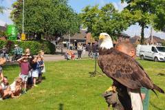 2025-05-17-WICHERUMLOO-Verbindingsweek-Roofvogelshow-113