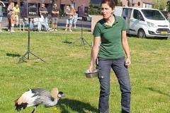 2025-05-17-WICHERUMLOO-Verbindingsweek-Roofvogelshow-66