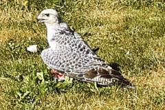IMG-20250517-WA0014