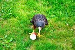 Wicherumloo-2025-05-17-Roofvogelshow-18