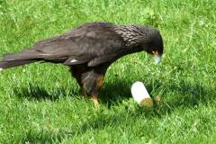 Wicherumloo-2025-05-17-Roofvogelshow-19