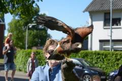 Wicherumloo-2025-05-17-Roofvogelshow-2