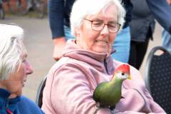 Wicherumloo-2025-05-17-Roofvogelshow-27