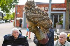 Wicherumloo-2025-05-17-Roofvogelshow-3