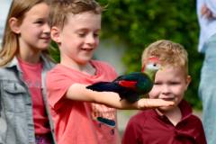 Wicherumloo-2025-05-17-Roofvogelshow-31