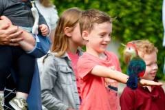 Wicherumloo-2025-05-17-Roofvogelshow-32