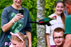 Wicherumloo-2025-05-17-Roofvogelshow-33