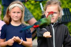 Wicherumloo-2025-05-17-Roofvogelshow-35
