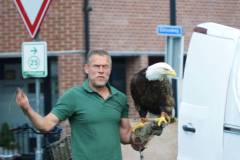 Wicherumloo-2025-05-17-Roofvogelshow-36
