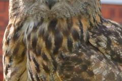 Wicherumloo-2025-05-17-Roofvogelshow-9