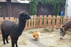 2024-06-08-Wicherumloo-Verbindingsweek-Boerderijdag-6