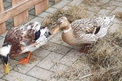 2024-06-08-Wicherumloo-Verbindingsweek-Boerderijdag-7