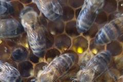 2025-05-15-Wicherumloo-Verbindingsweek-Imker-4