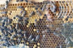 2025-05-15-Wicherumloo-Verbindingsweek-Imker-7